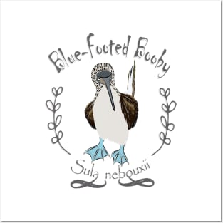 Blue footed booby Posters and Art